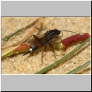 Aptesini spp - Schlupfwespe w02c 9mm - Sandgrube Niedringhaussee det06.jpg